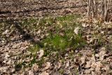 Allium oleraceum