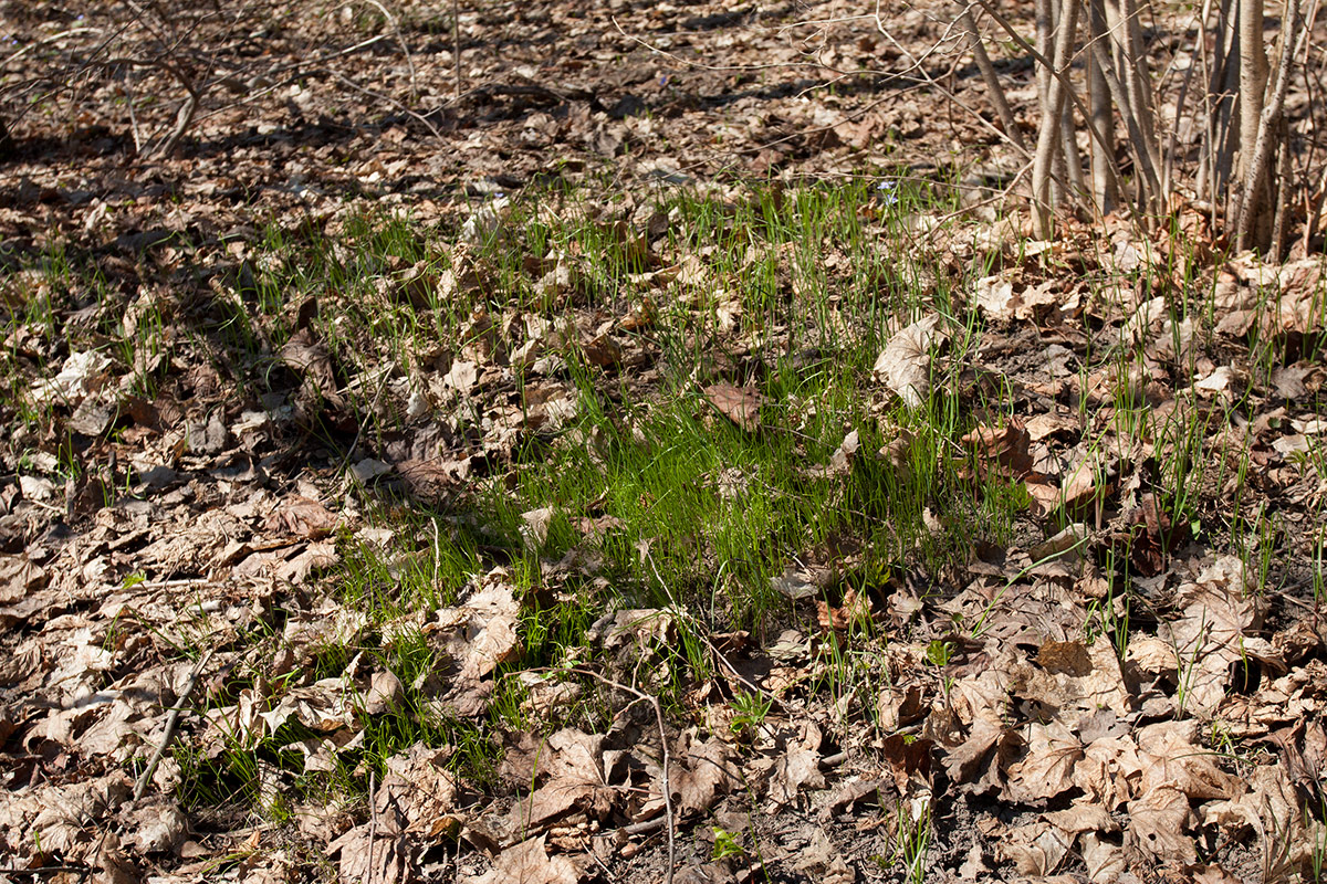 Изображение особи Allium oleraceum.