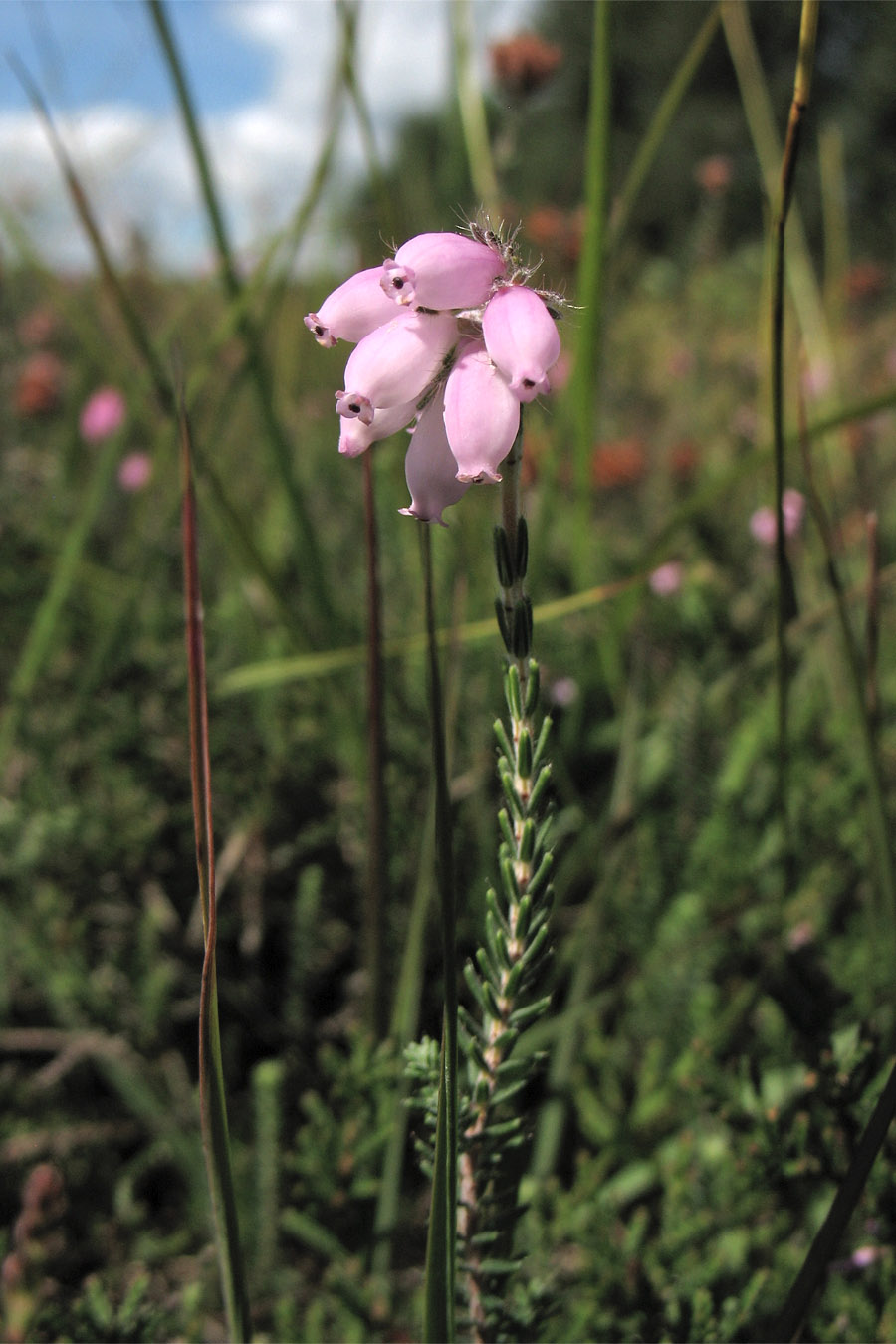 Image of Erica tetralix specimen.