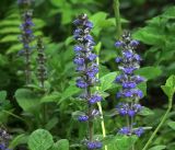 Ajuga reptans. Верхушки цветущих растений. Московская обл., Раменский р-н, окр. дер. Хрипань, садовый участок. 13.05.2019.