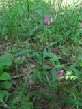 Lathyrus sylvestris