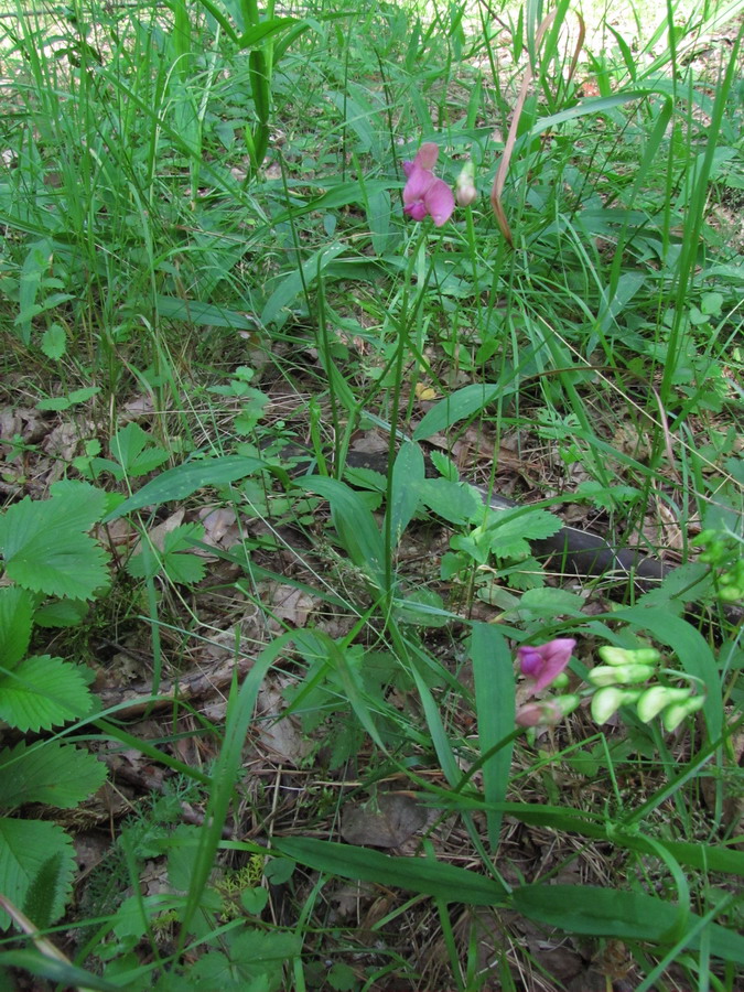 Изображение особи Lathyrus sylvestris.