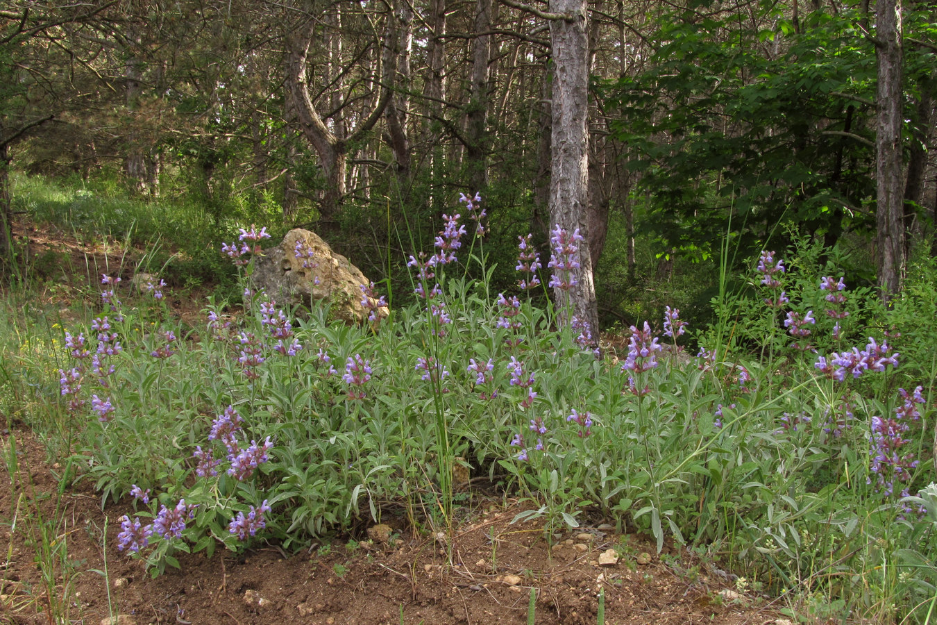 Image of Salvia officinalis specimen.