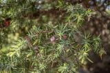 Juniperus oxycedrus