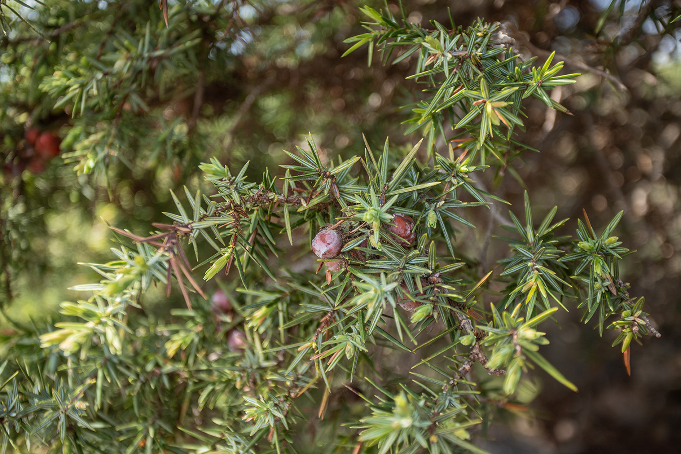 Изображение особи Juniperus oxycedrus.