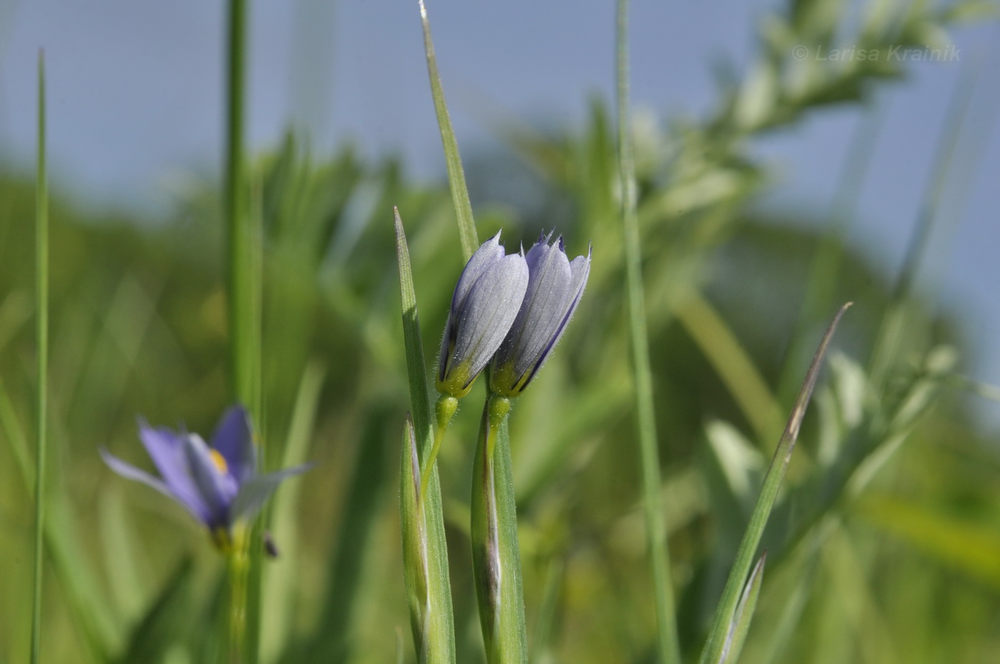 Image of Sisyrinchium septentrionale specimen.