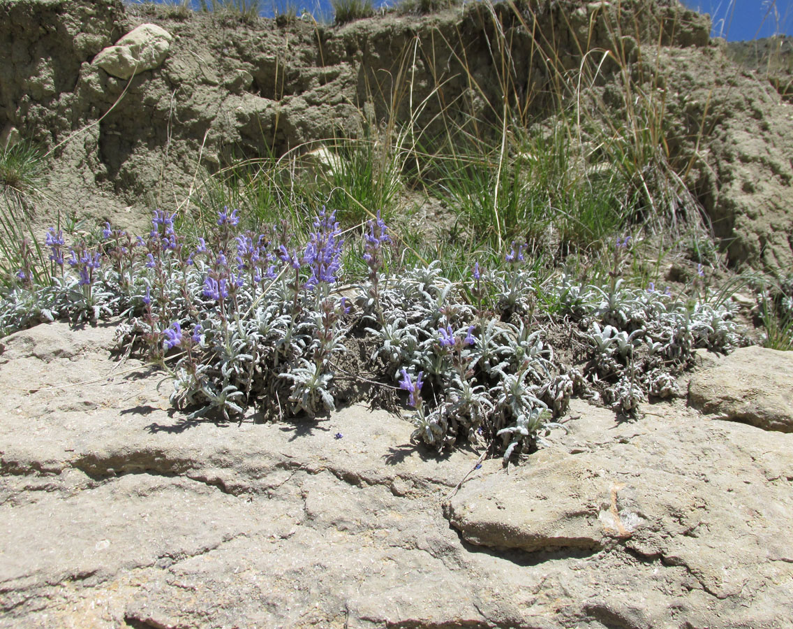 Image of Salvia canescens var. daghestanica specimen.