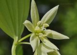 Disporum smilacinum