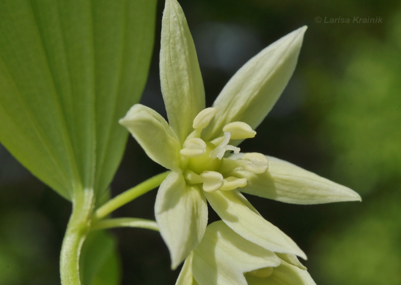 Image of Disporum smilacinum specimen.