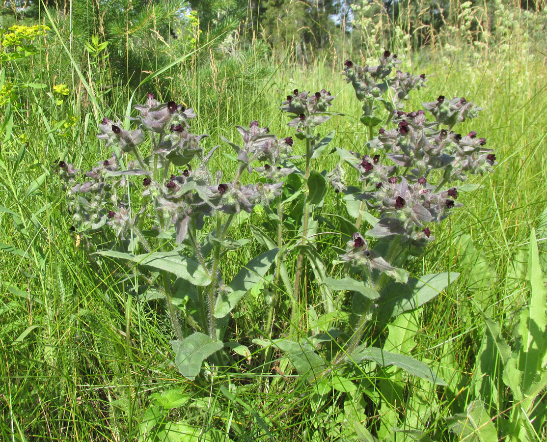 Image of Nonea rossica specimen.