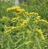 Solidago canadensis