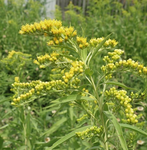 Изображение особи Solidago canadensis.