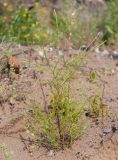 Corispermum declinatum