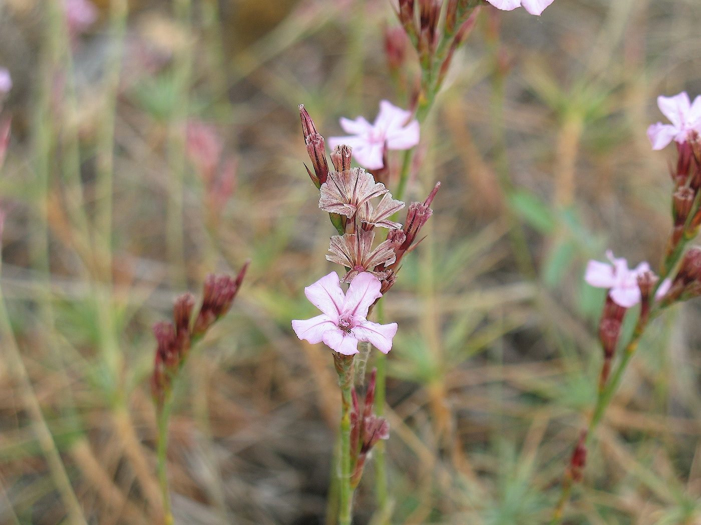 Image of Acantholimon alberti specimen.