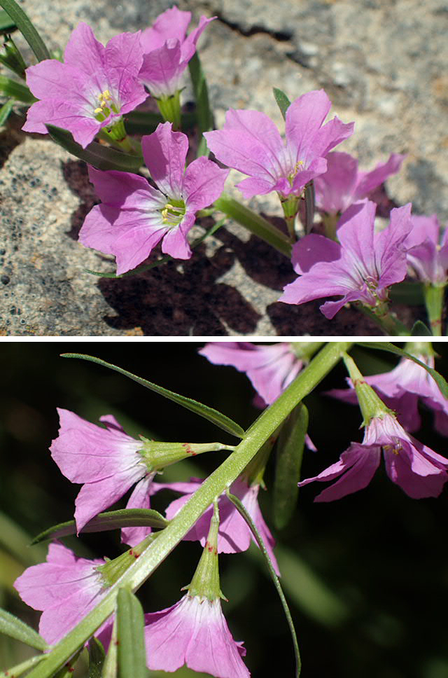 Image of Lythrum junceum specimen.