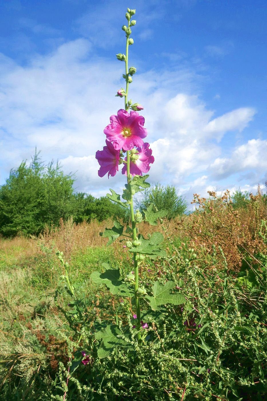 Изображение особи Alcea rosea.