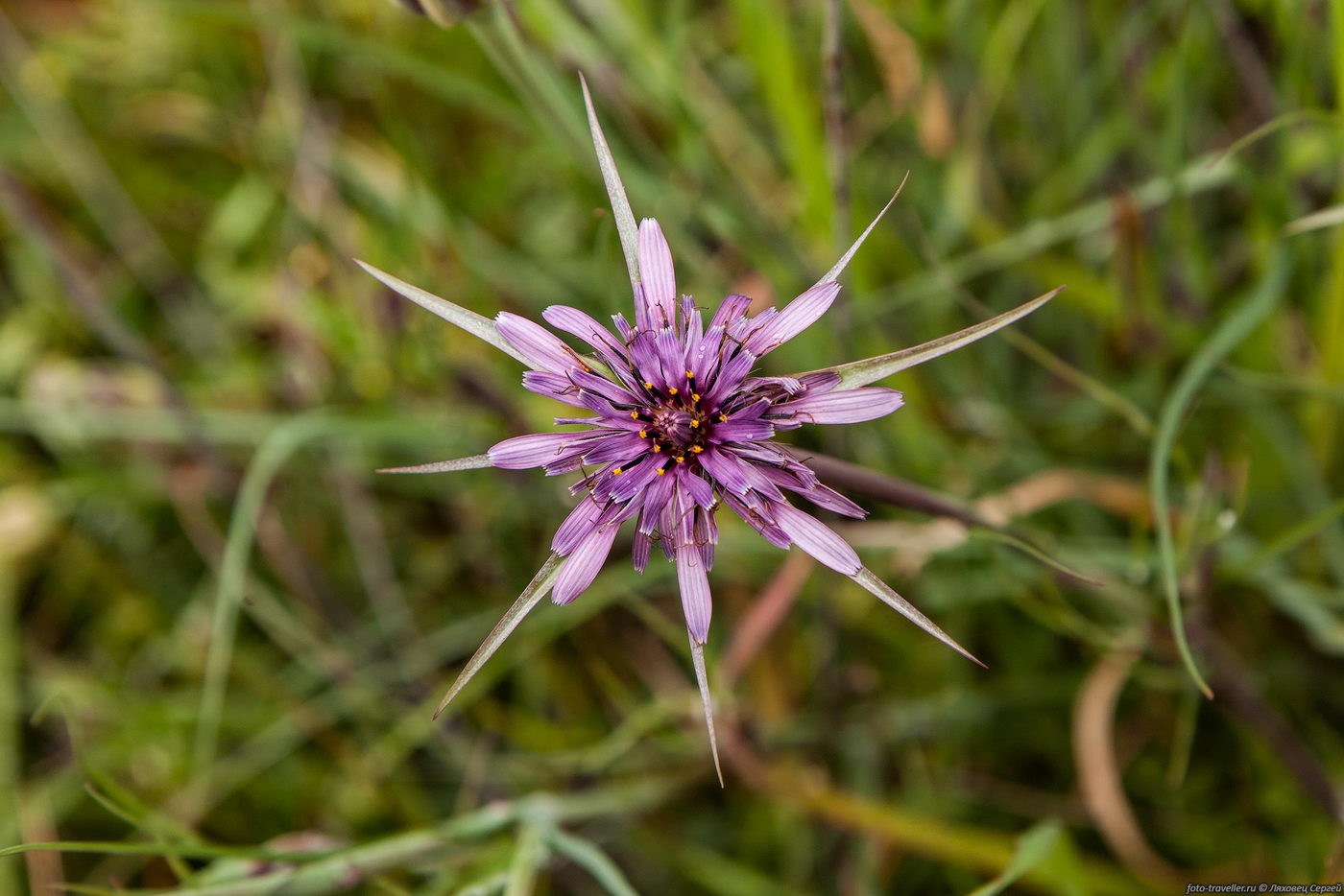 Image of Tragopogon porrifolius ssp. longirostris specimen.