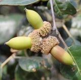 Quercus alnifolia