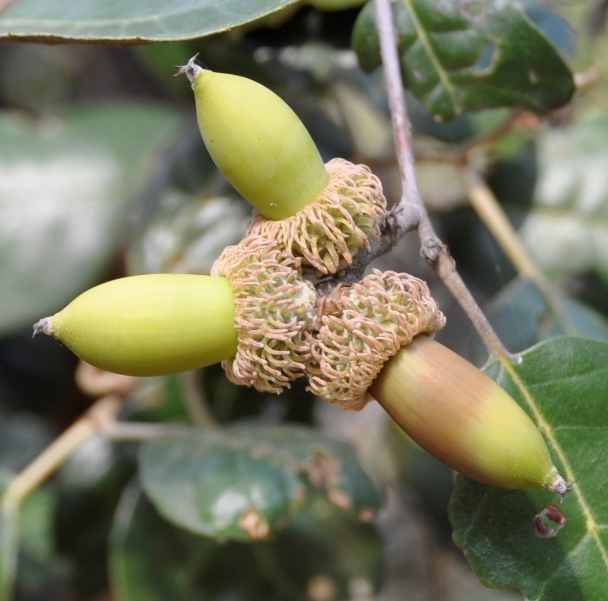 Image of Quercus alnifolia specimen.