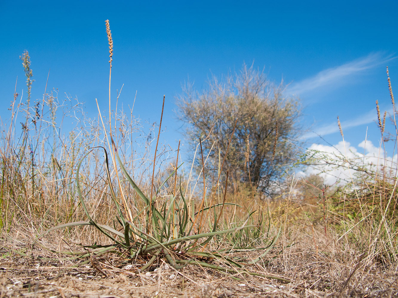 Image of Plantago salsa specimen.