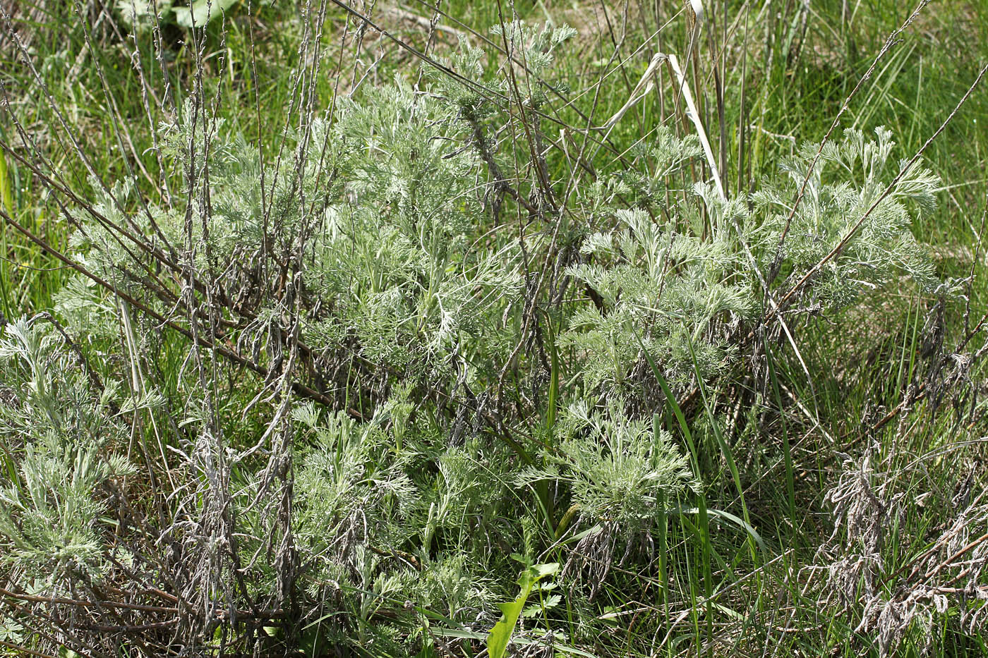 Image of Artemisia stechmanniana specimen.