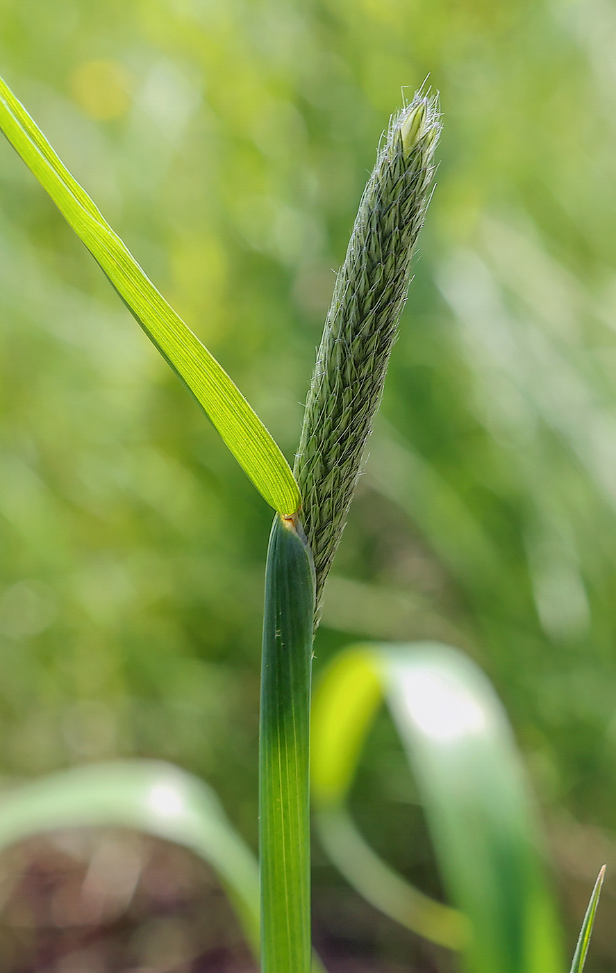 Изображение особи Alopecurus pratensis.