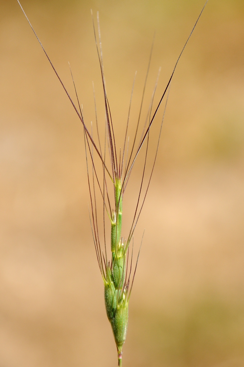 Изображение особи Aegilops triuncialis.