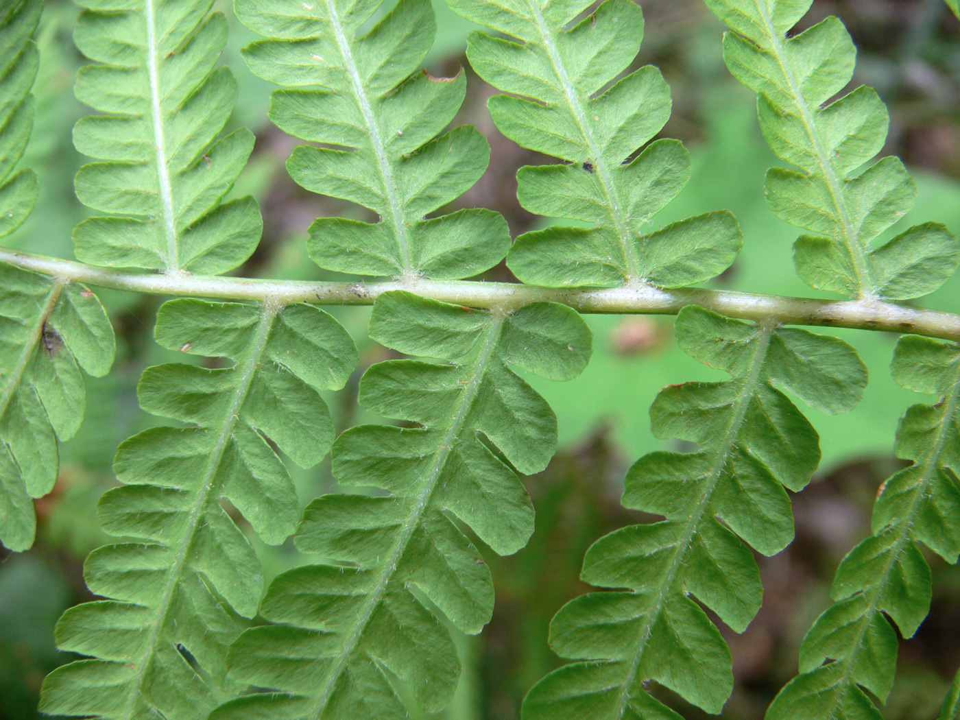 Image of Matteuccia struthiopteris specimen.