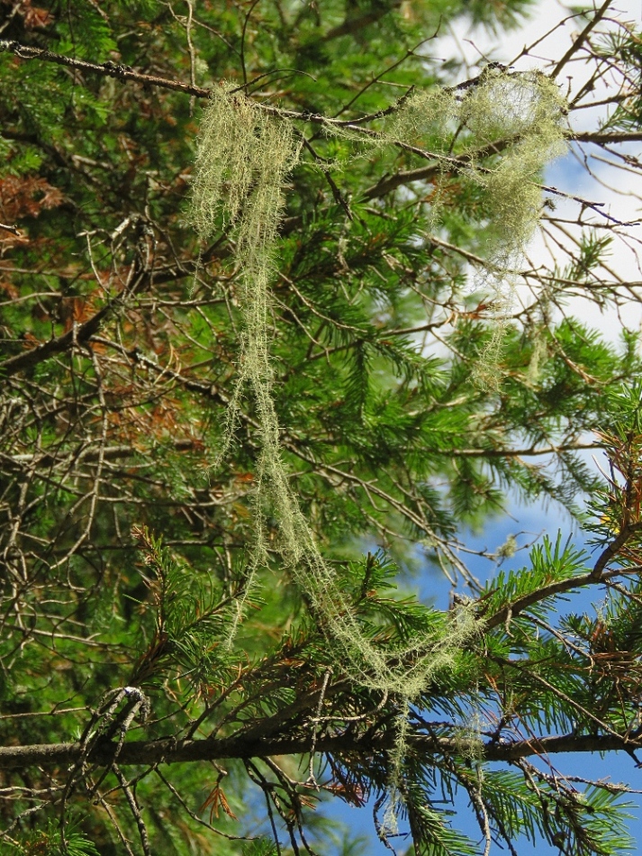 Image of Usnea longissima specimen.