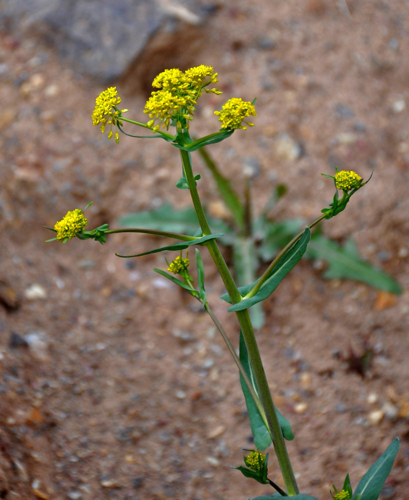 Image of Isatis costata specimen.