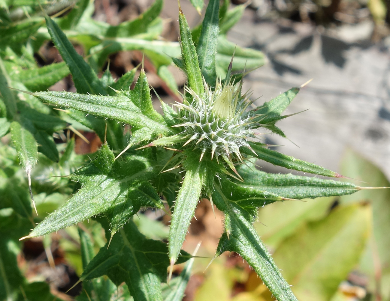 Image of Cirsium vulgare specimen.