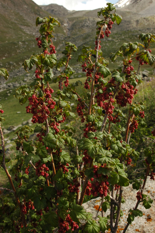 Изображение особи Ribes meyeri.