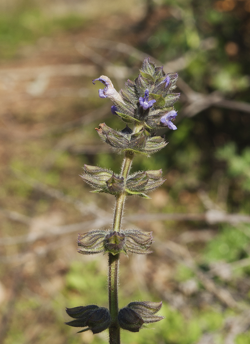 Image of Salvia verbenaca specimen.