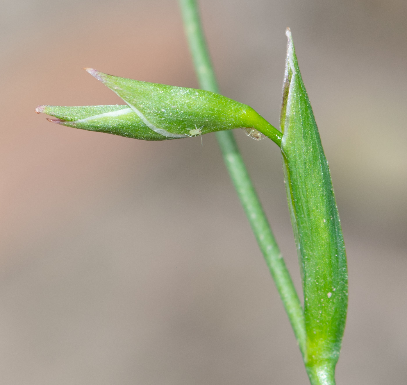 Изображение особи Freesia laxa.