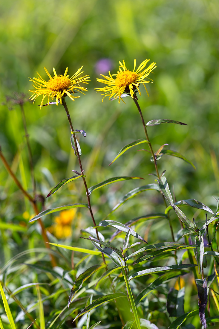 Image of Inula salicina specimen.