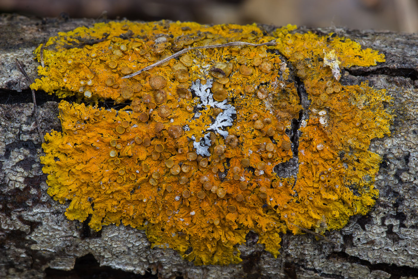 Image of Xanthoria parietina specimen.