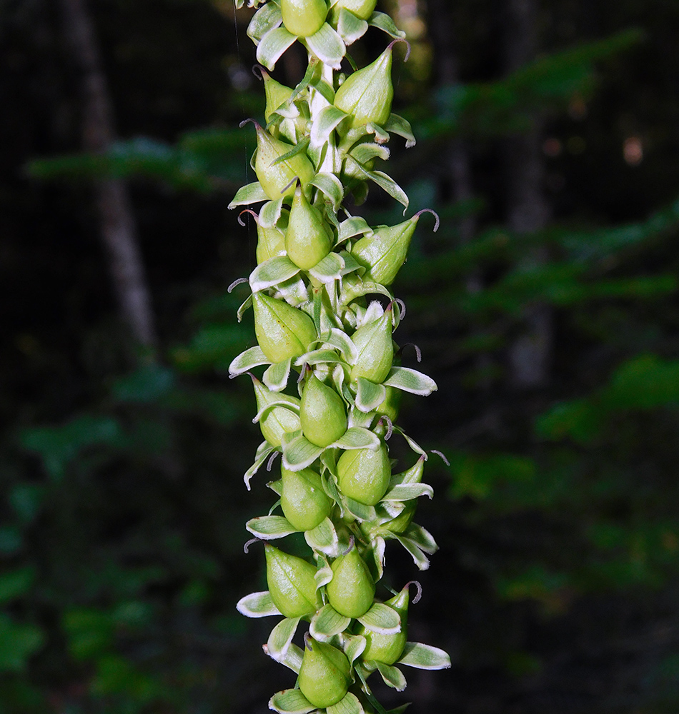 Изображение особи Digitalis schischkinii.