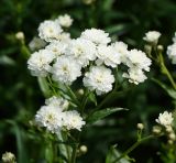 Achillea ptarmica var. multiplex