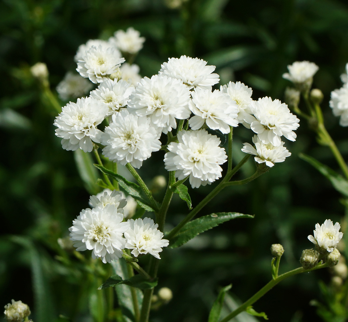 Изображение особи Achillea ptarmica var. multiplex.