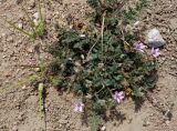 Erodium cicutarium. Цветущее и плодоносящее растение. Кыргызстан, Иссык-Кульская обл., восточная окр. с. Бостери, пустырь южнее ул. Мамынтова. 02.06.2019.