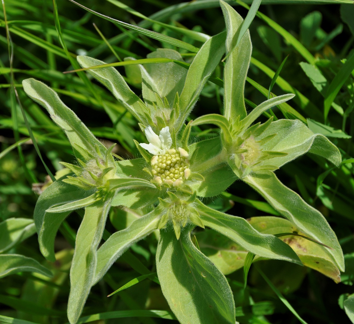 Image of Lomelosia prolifera specimen.