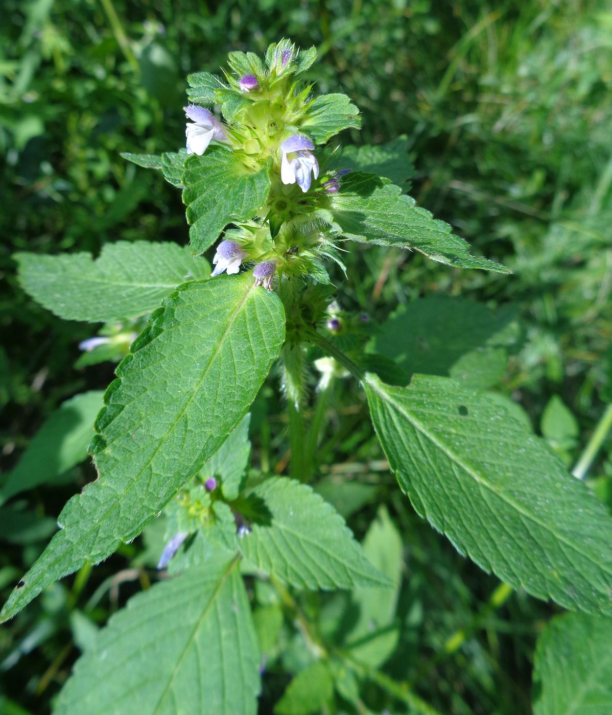 Изображение особи Galeopsis bifida.