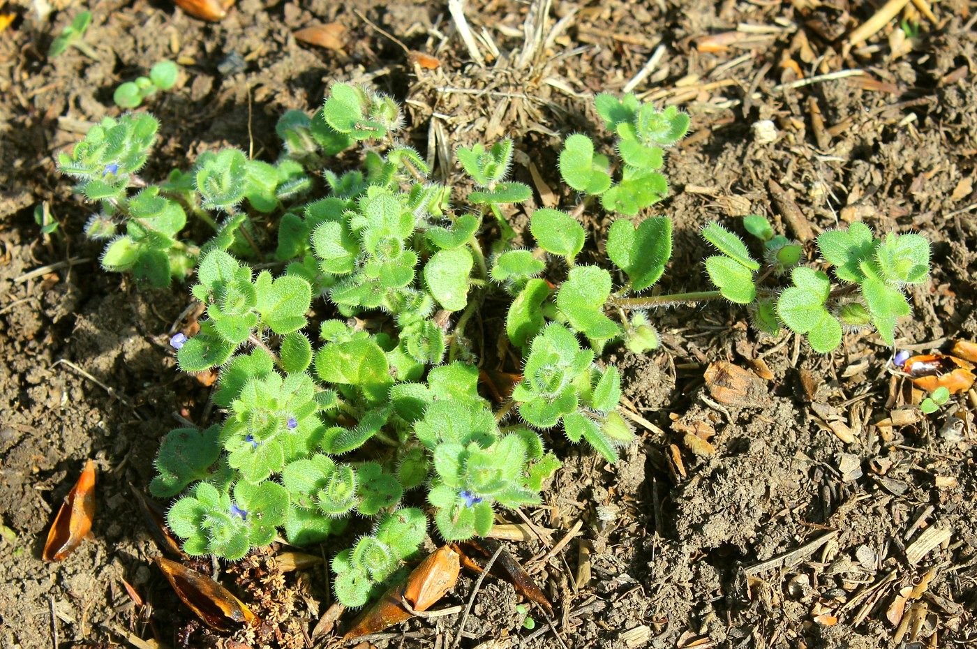 Image of Veronica triloba specimen.