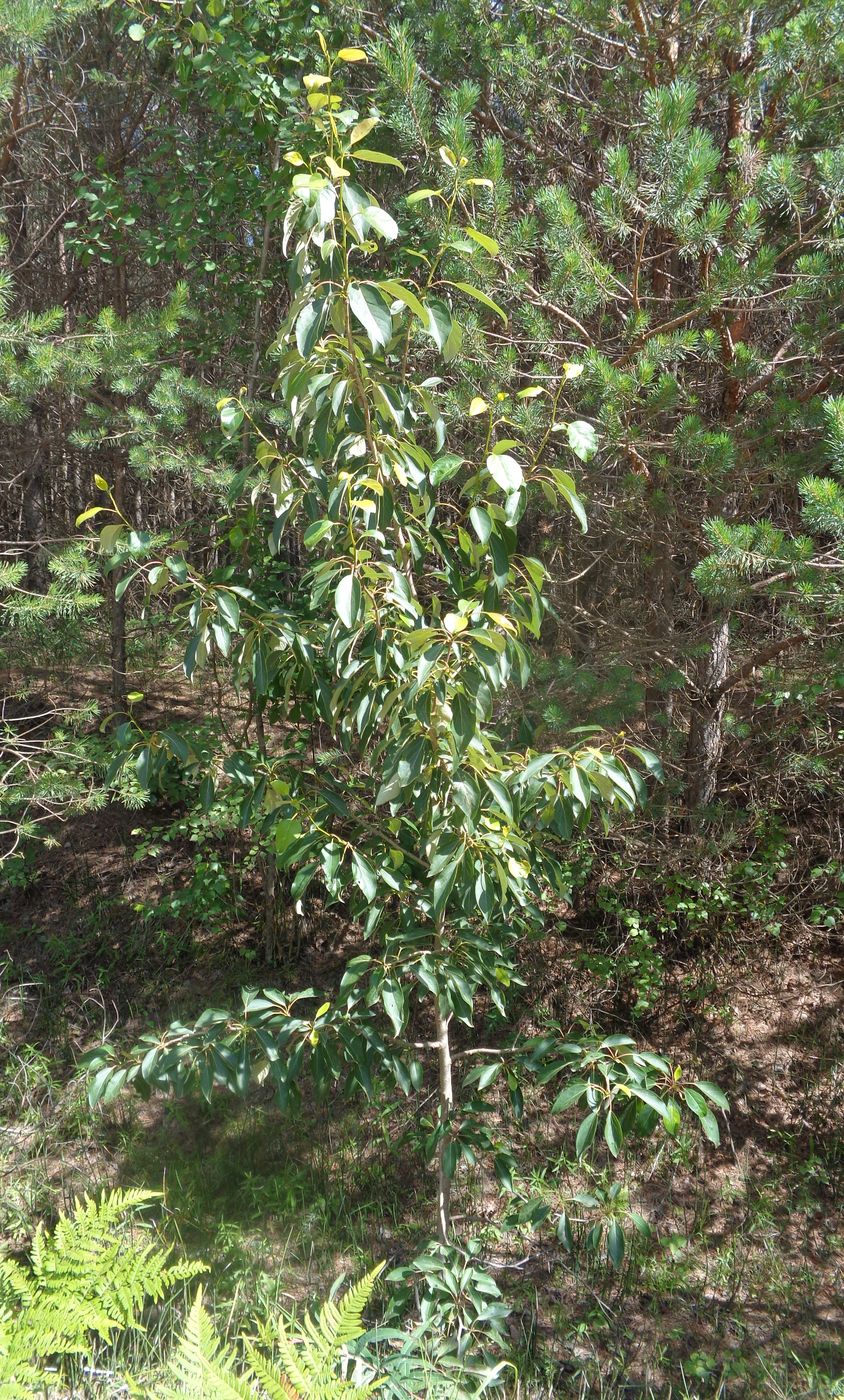 Image of Populus longifolia specimen.