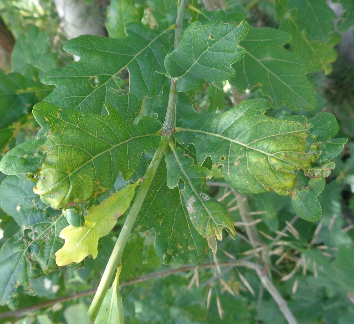 Image of Quercus robur specimen.