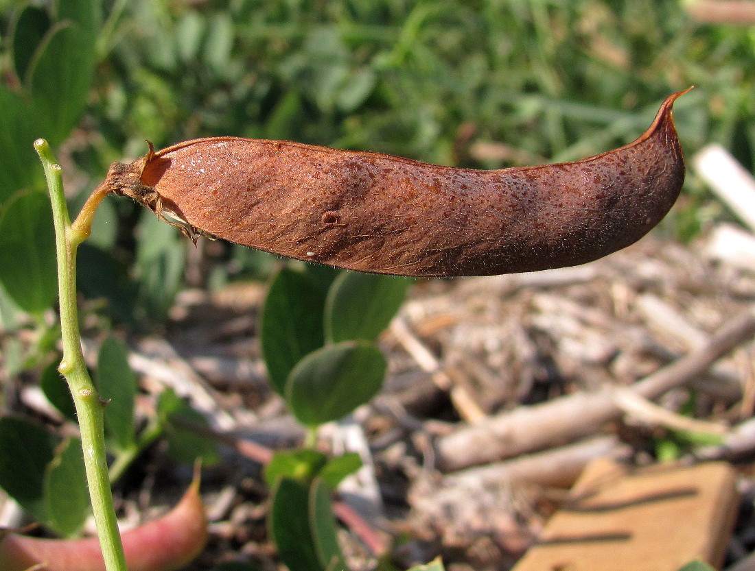 Изображение особи Lathyrus japonicus ssp. maritimus.