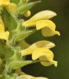 Bellardia trixago