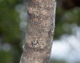 Combretum apiculatum