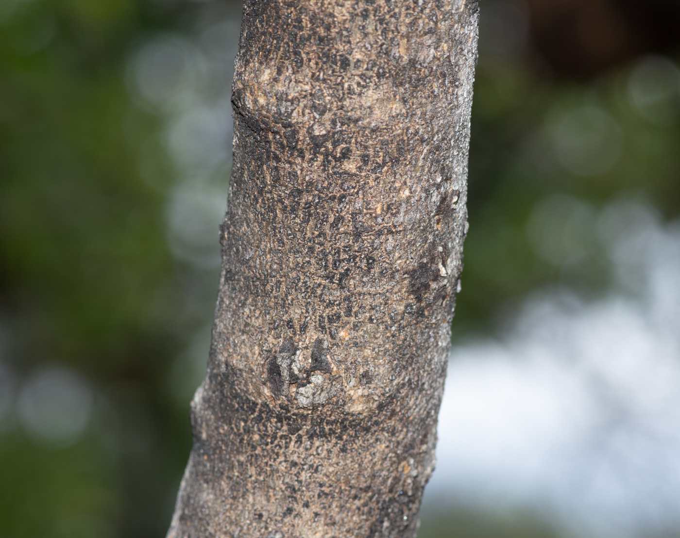 Изображение особи Combretum apiculatum.