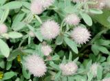 Trifolium arvense